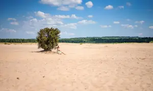 Kobieta odpoczywa w cieniu samotnego drzewa na Pustyni Błędowskiej. Piasek i błękitne niebo tworzą pustynny krajobraz.