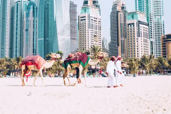 Dwa wielbłądy na plaży w Dubaju, z dwoma mężczyznami w tradycyjnych strojach. Zastanawiasz się, ile trwa lot do Dubaju?